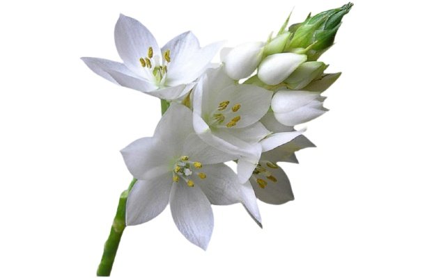 Mexican Tuberose