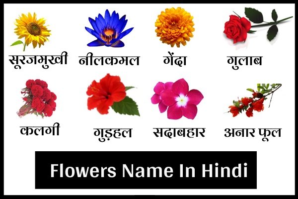 Top 5 हिंदी में फूलों के नाम कैसे लिखते हैं 2022
