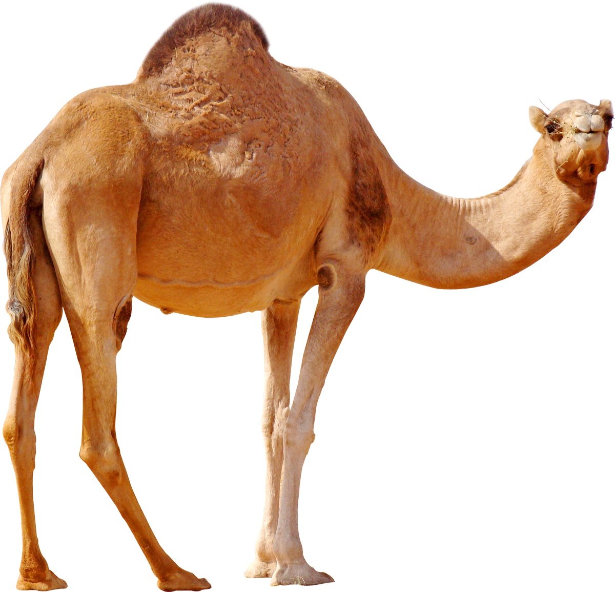 camel image sanskrit