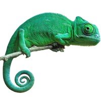 chameleon image sanskrit