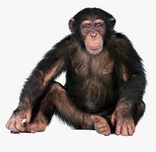 chimpanzee image sanskrit