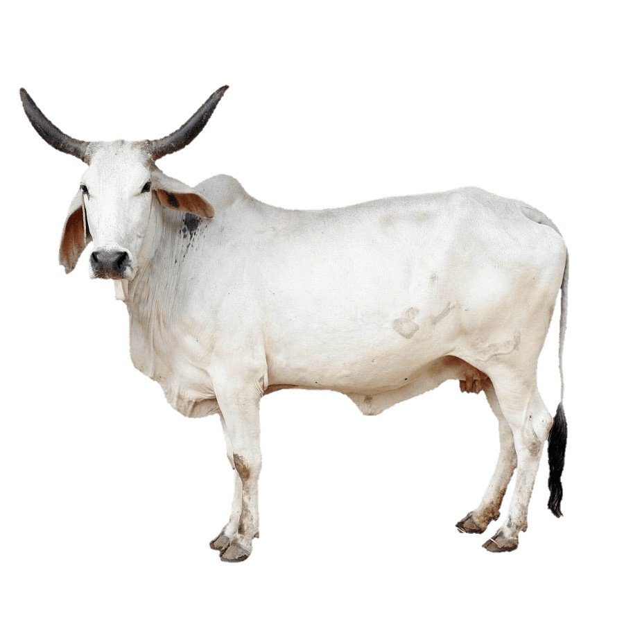cow images sanskrit