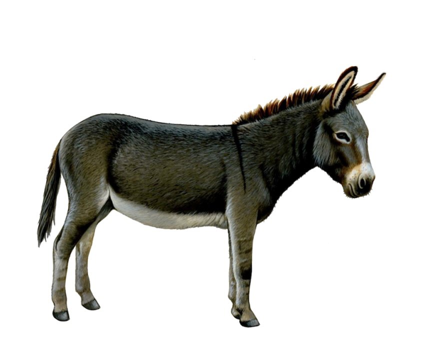 donkey image sanskrit