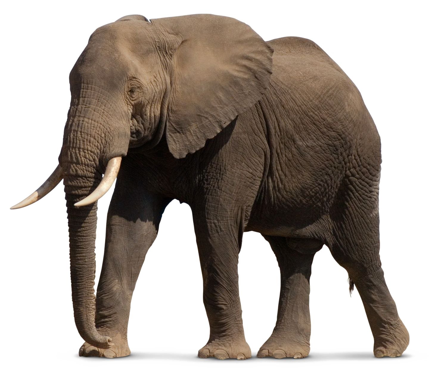 elephant image sanskrit