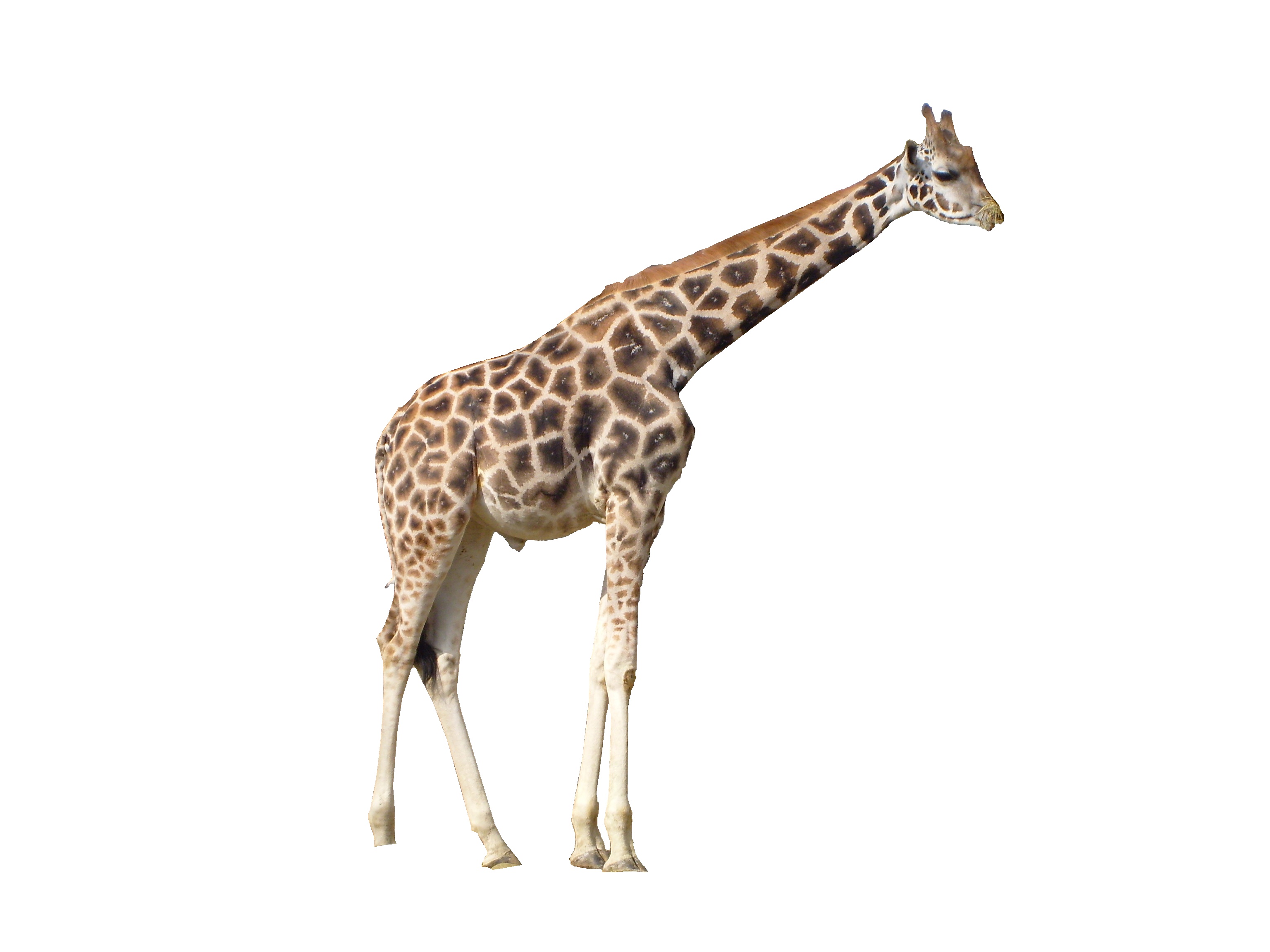 giraffe image sanskrit