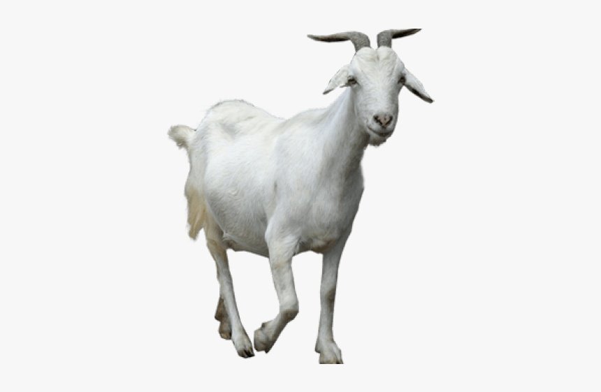 goat images sanskrit