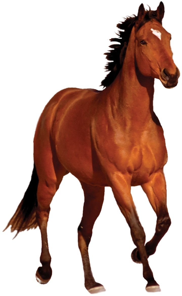 horse images sanskrit