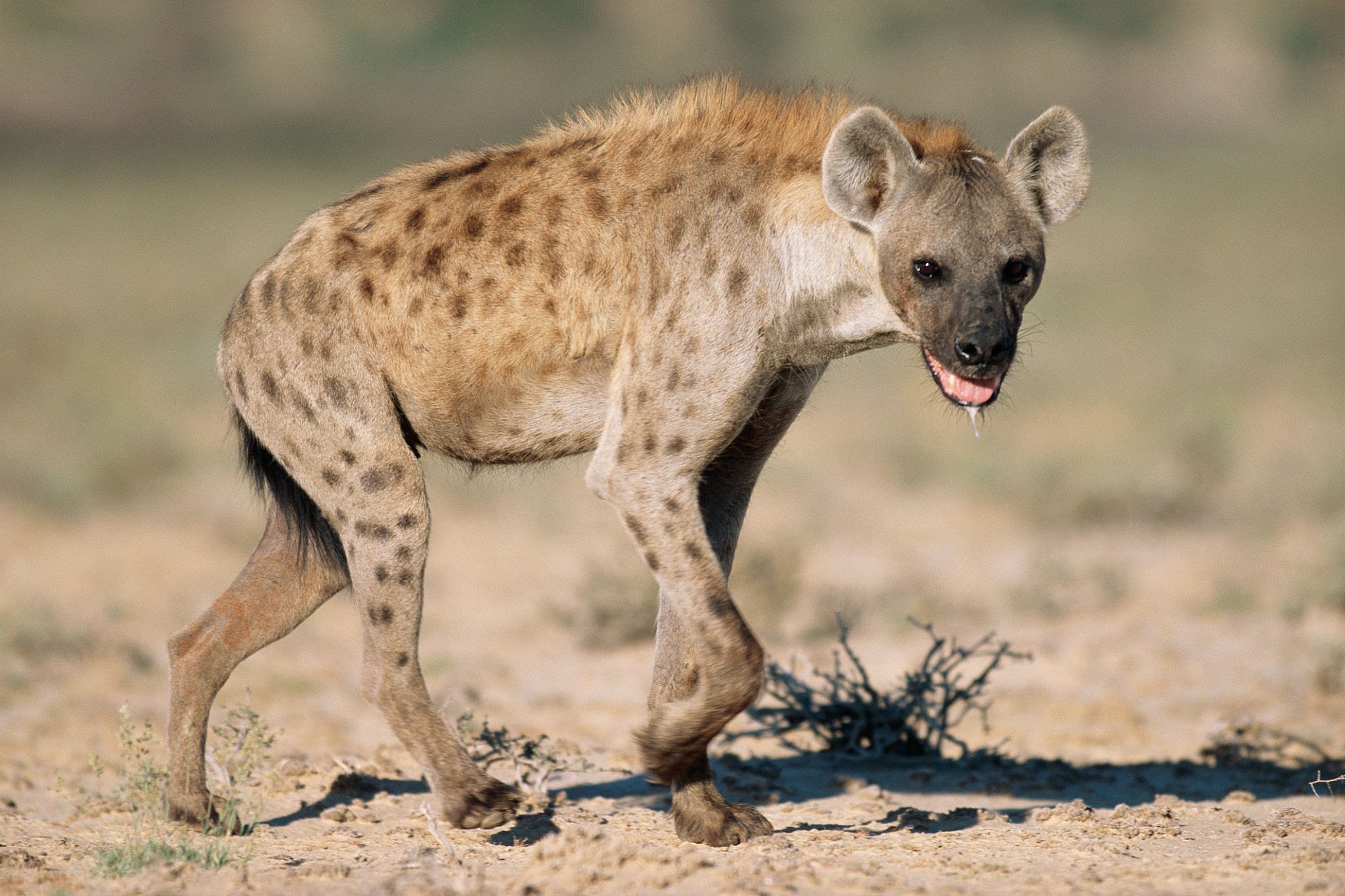 hyena image sanskrit