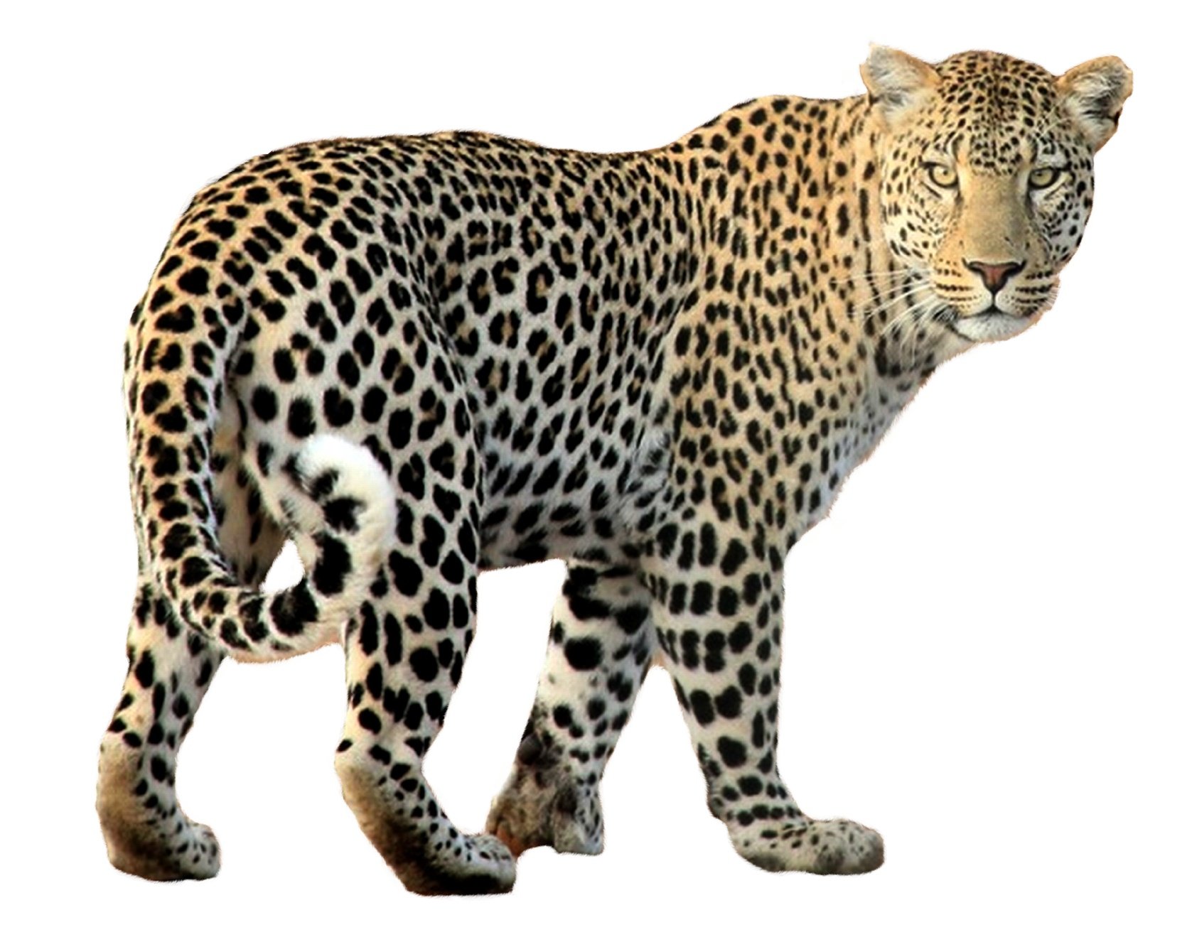 leopard image sanskrit