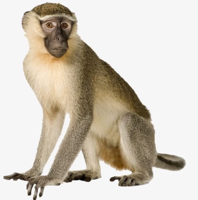 monkey image sanskrit