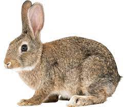 rabbit image sanskrit