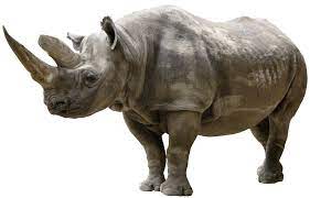 rhinoceros image sanskrit