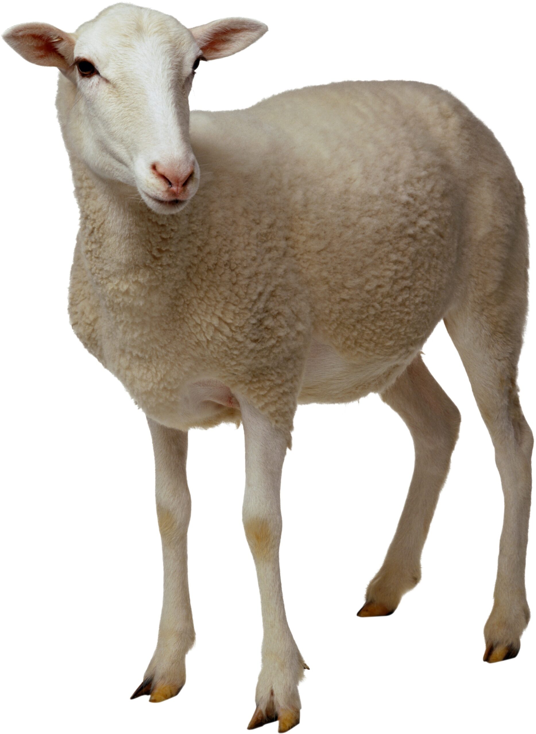 sheep images sanskrit scaled