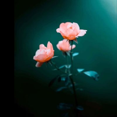 rose flower images hd